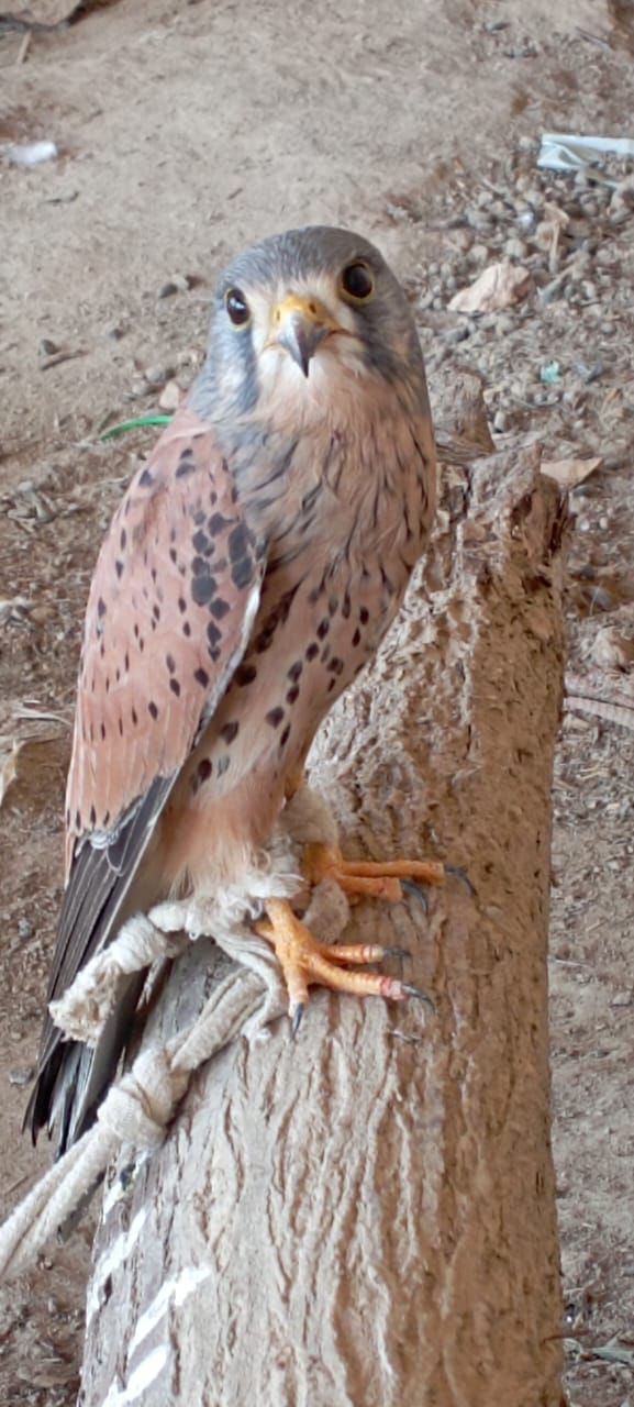 Kastrel falcon