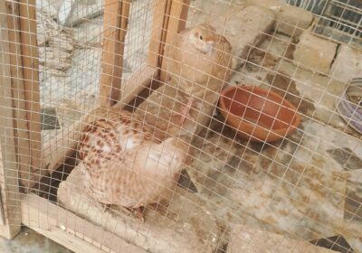 c803107c-efba-4e5a-be3c-cc44319956fc