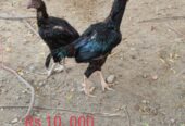 Aseel pair for sale