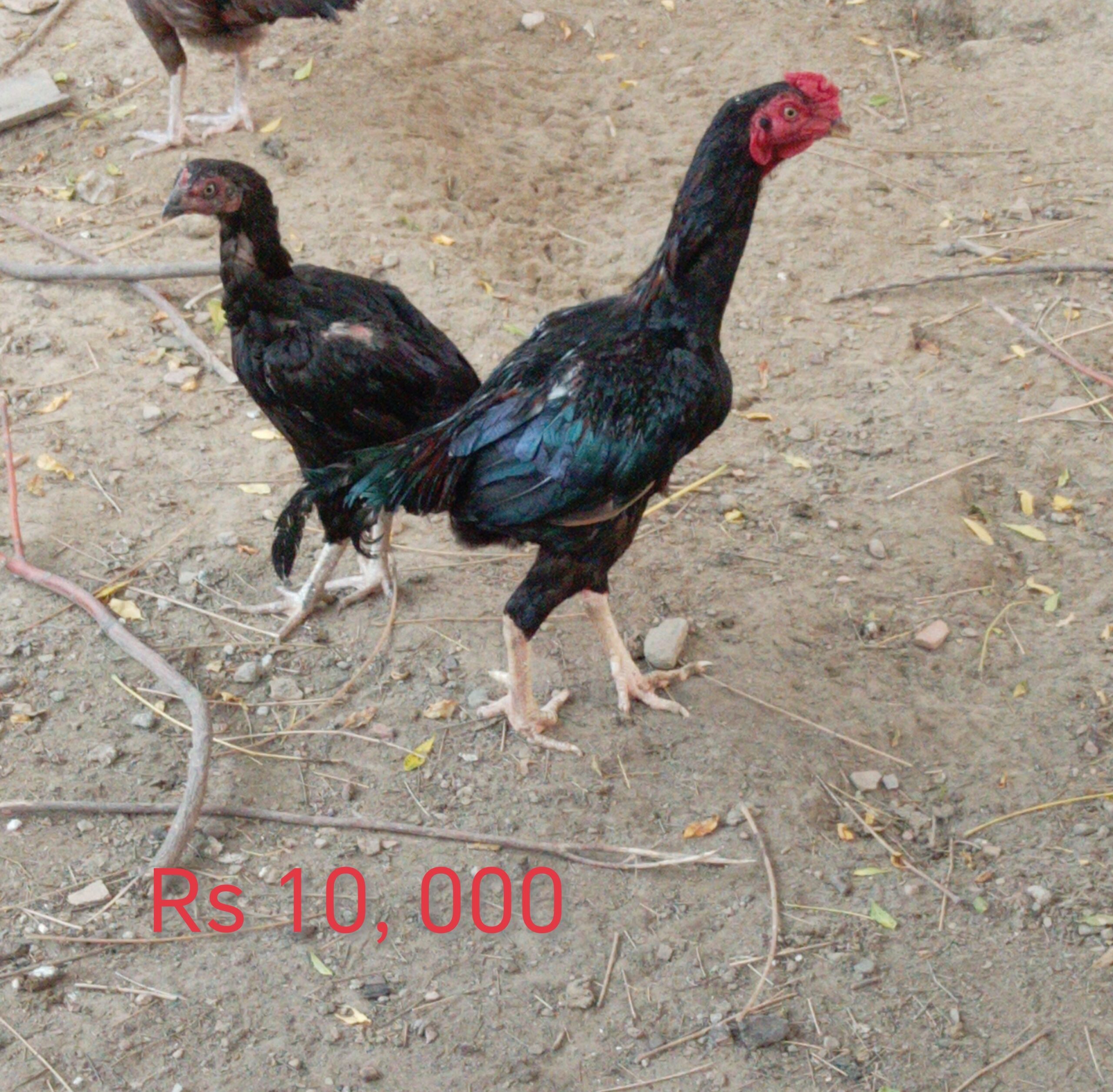 Aseel pair for sale