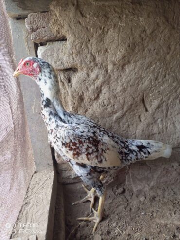 Female