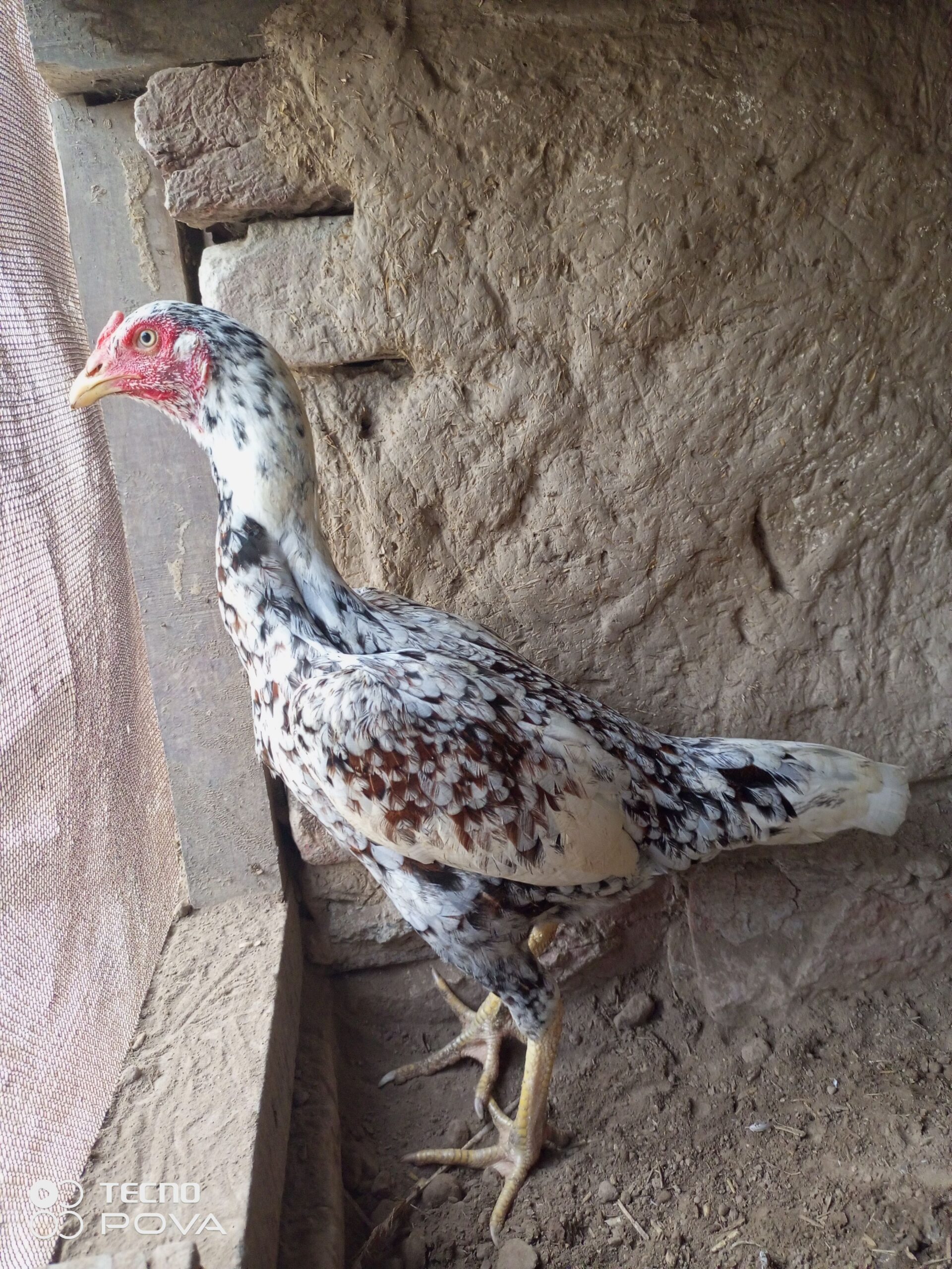 Female