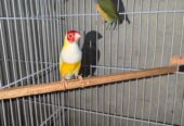 500 Sale sale Finches parrorts breeder pair