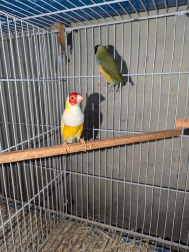 500 Sale sale Finches parrorts breeder pair