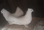 Peer h