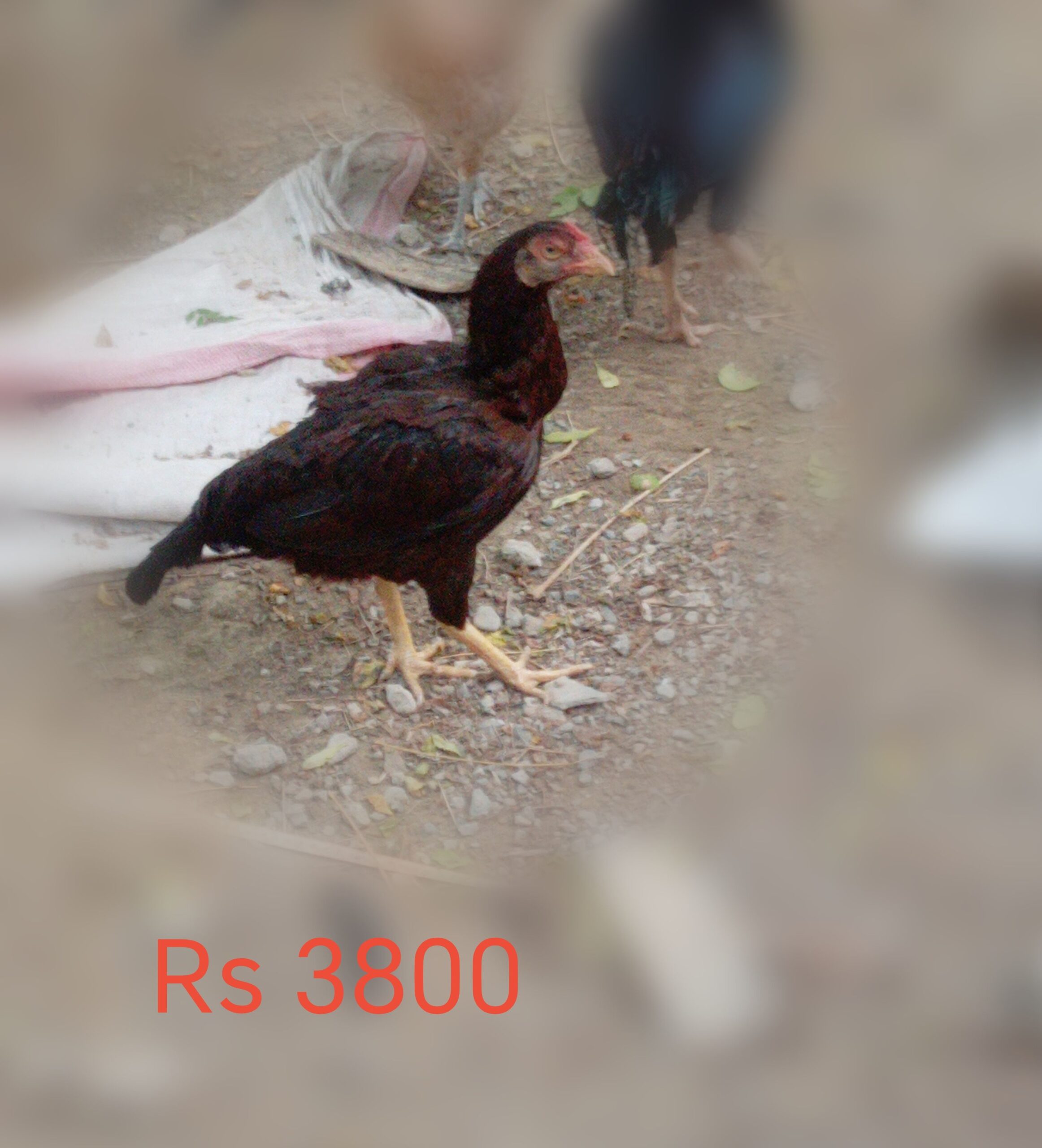 Pure Aseel for sale