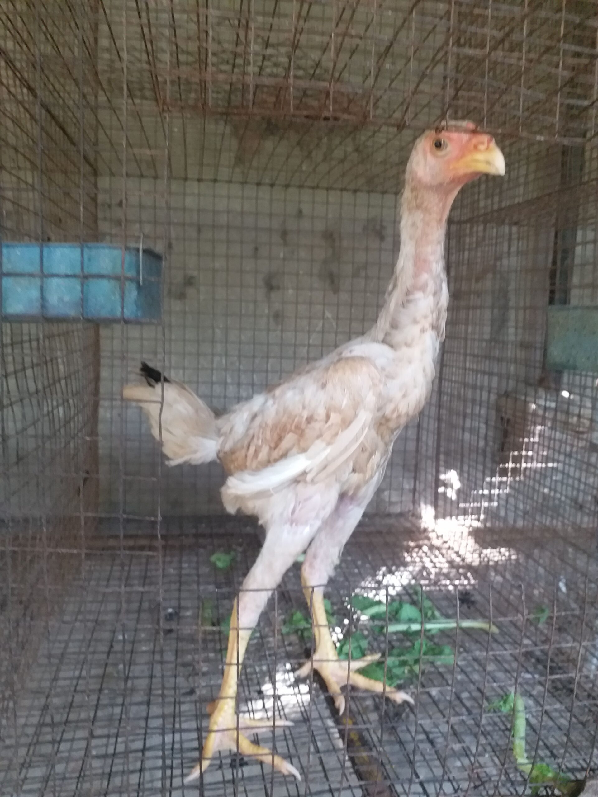 Aseeel birds available fresh and healthy