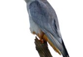 Falcon