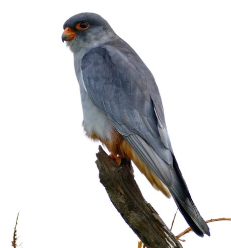 Falcon