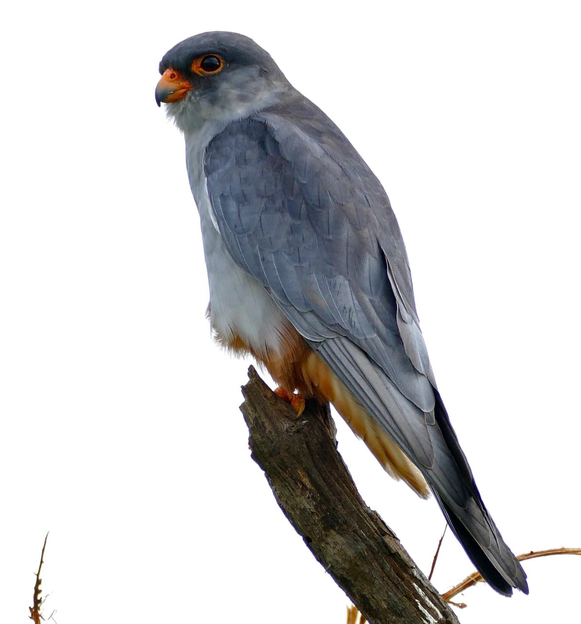 Falcon