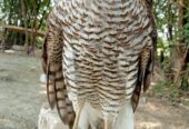 Sparrow hawk Basha