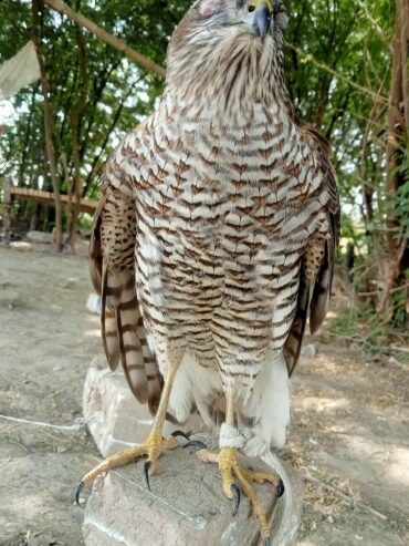 Sparrow hawk Basha