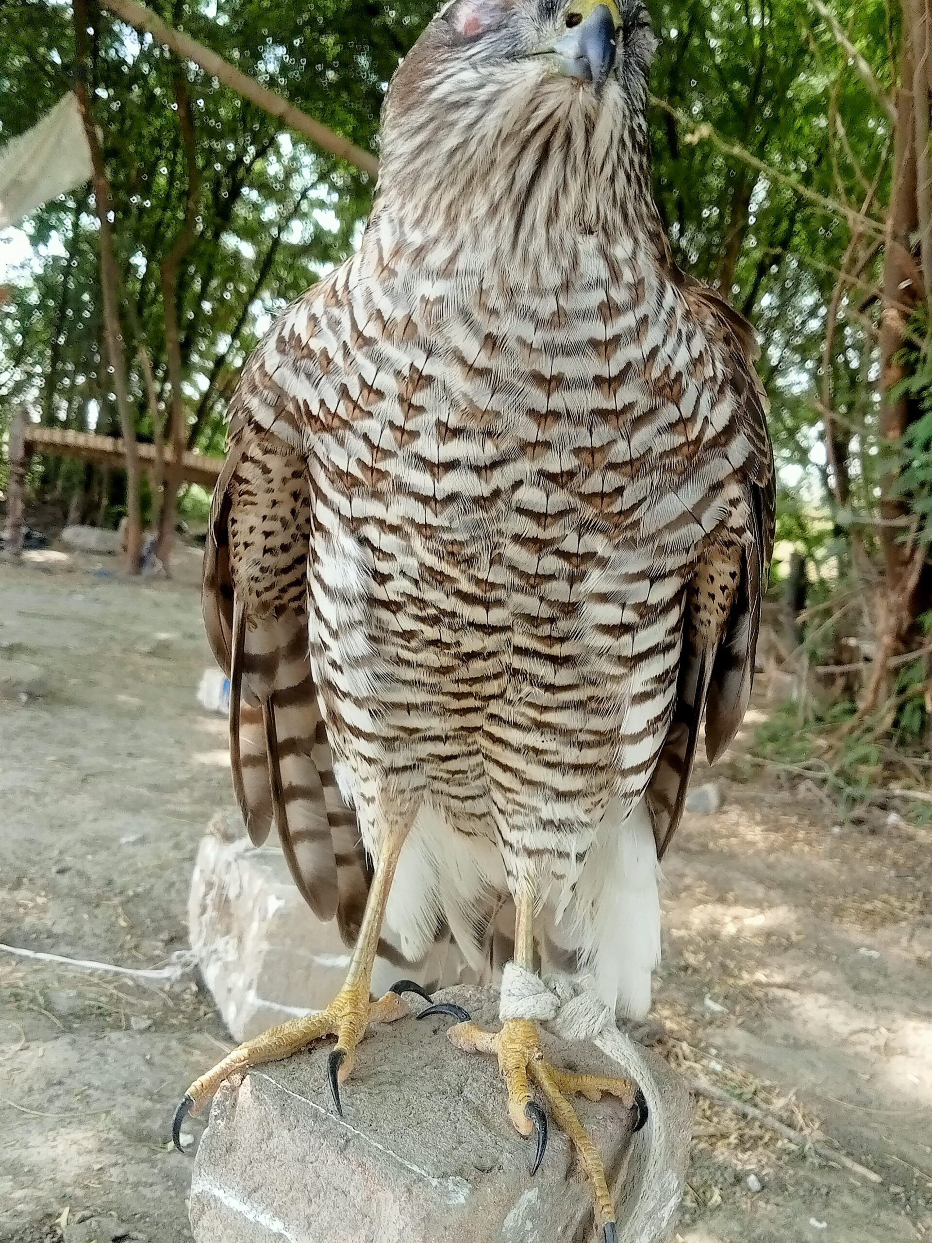 Sparrow hawk Basha