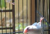 500 Sale sale Finches parrorts breeder pair