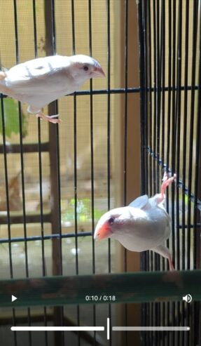 500 Sale sale Finches parrorts breeder pair