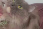 Persian female cat