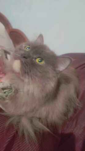 Persian female cat