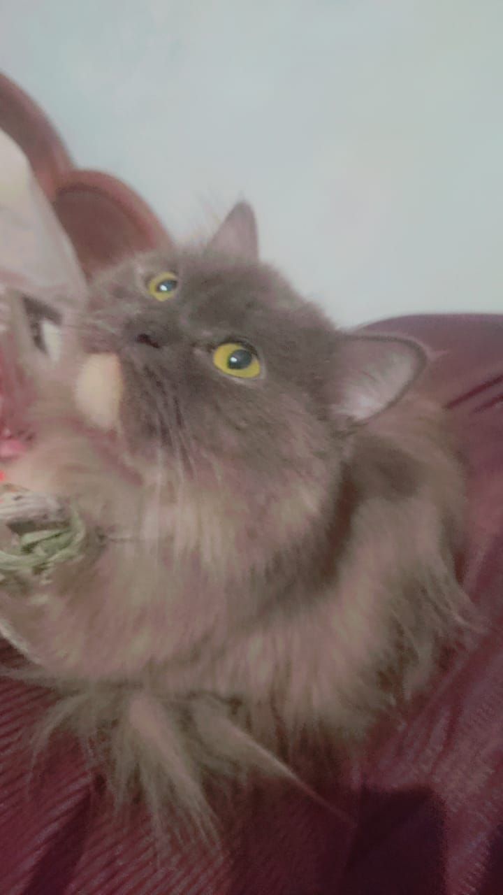 Persian female cat