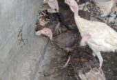 Healthy Turkey 🦃 Birds For Sale in Bahawalpur