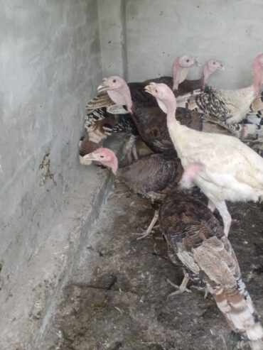 Healthy Turkey 🦃 Birds For Sale in Bahawalpur