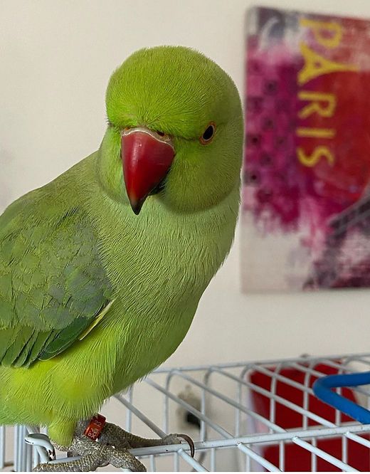 Tame Ringneck male female