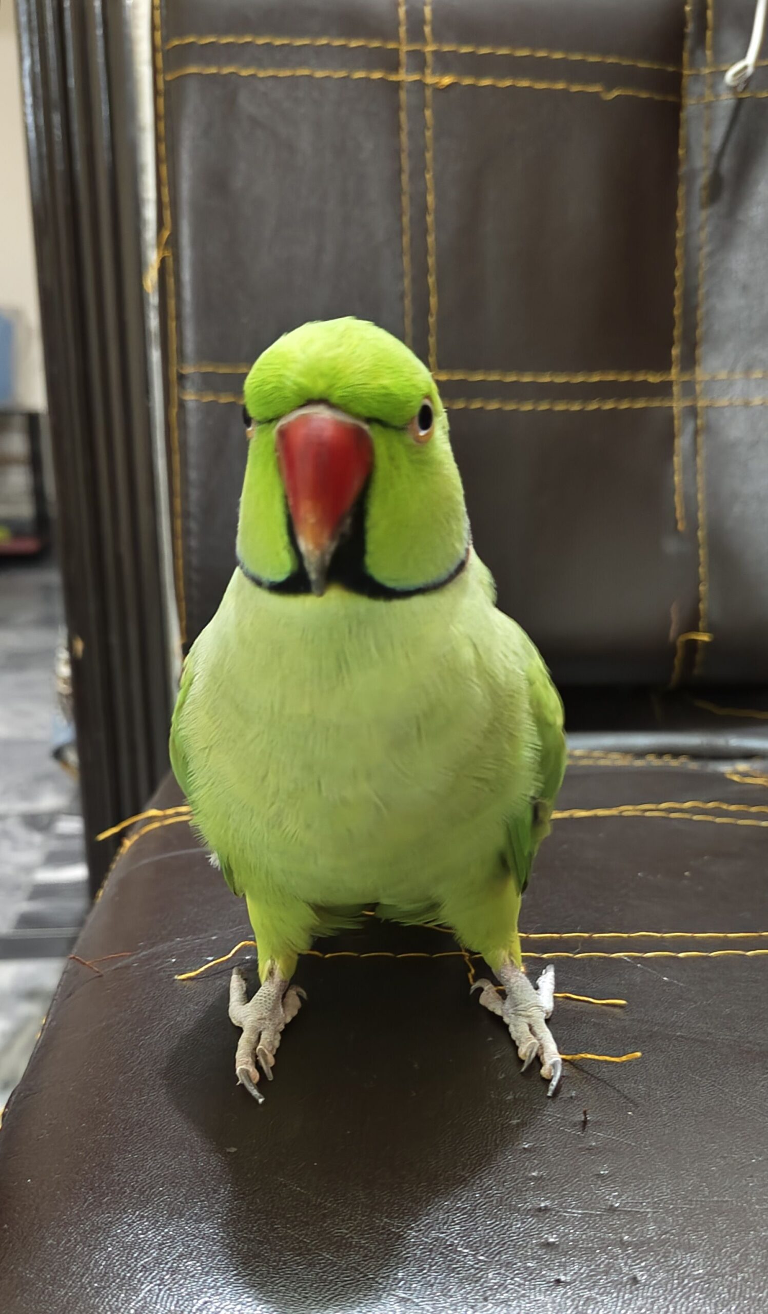 Tame Ringneck male female