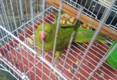 Ringneck male