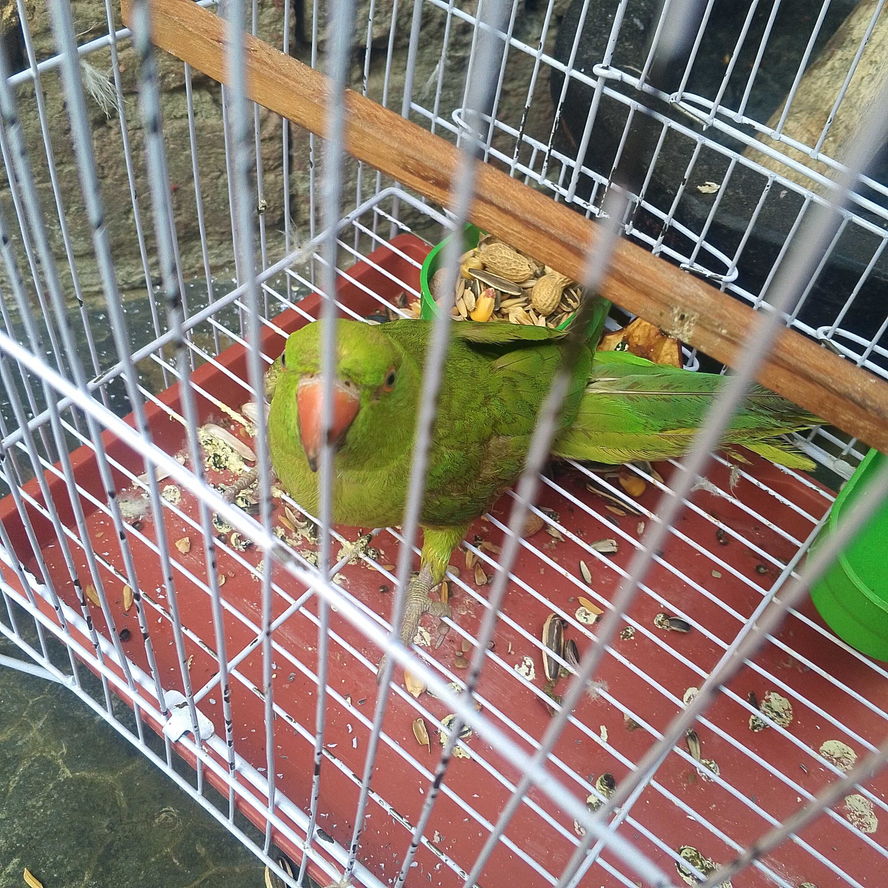 Ringneck male