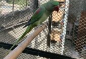 Alexandrine Parakeet