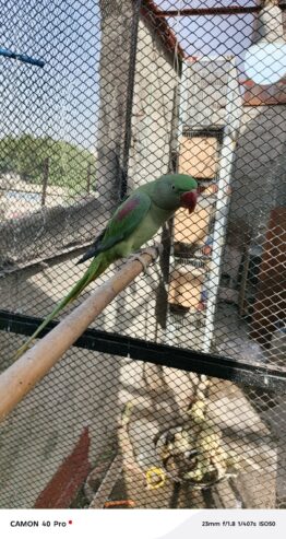 Alexandrine Parakeet