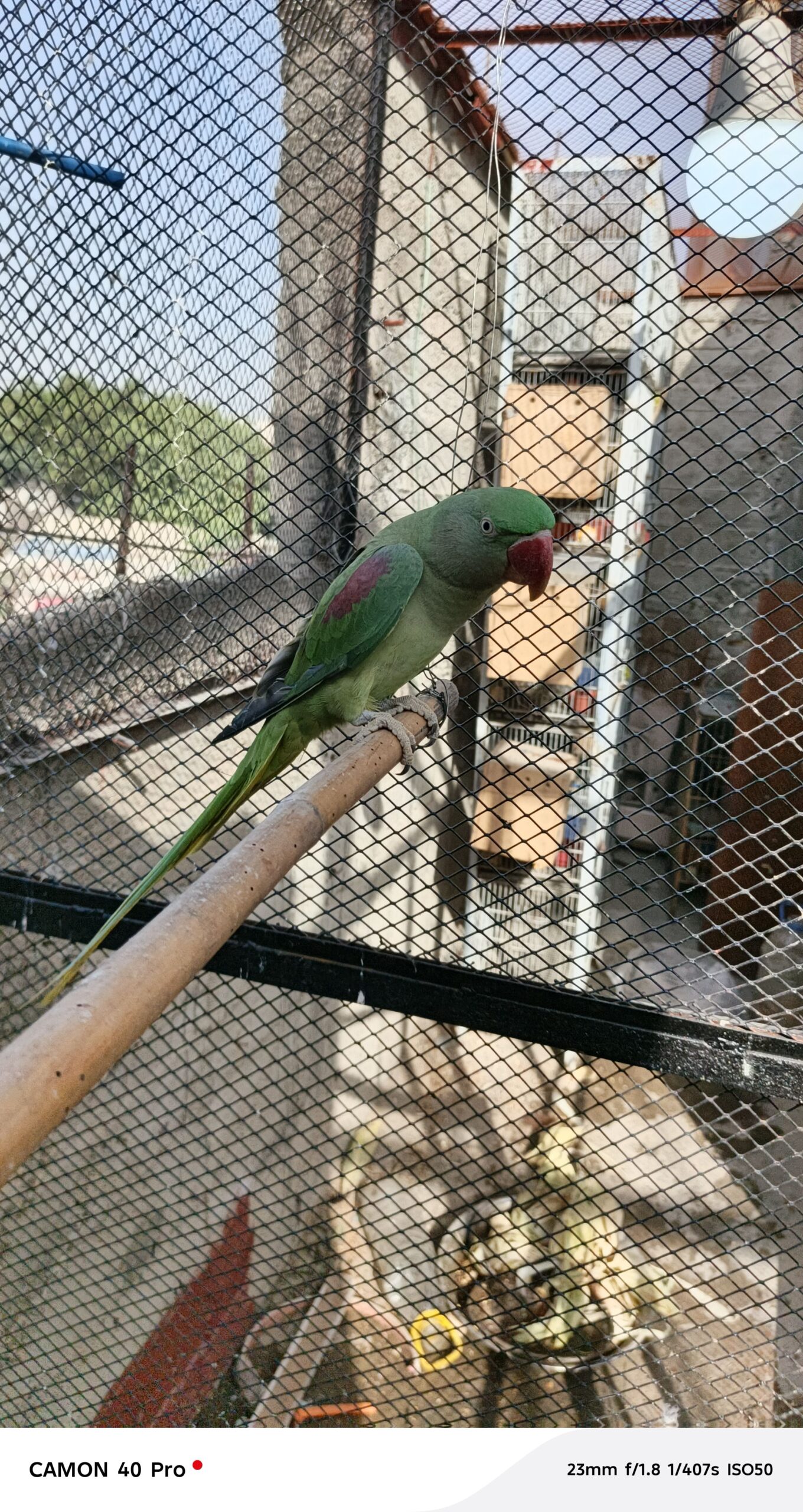 Alexandrine Parakeet