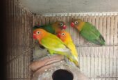love bird green and yellow