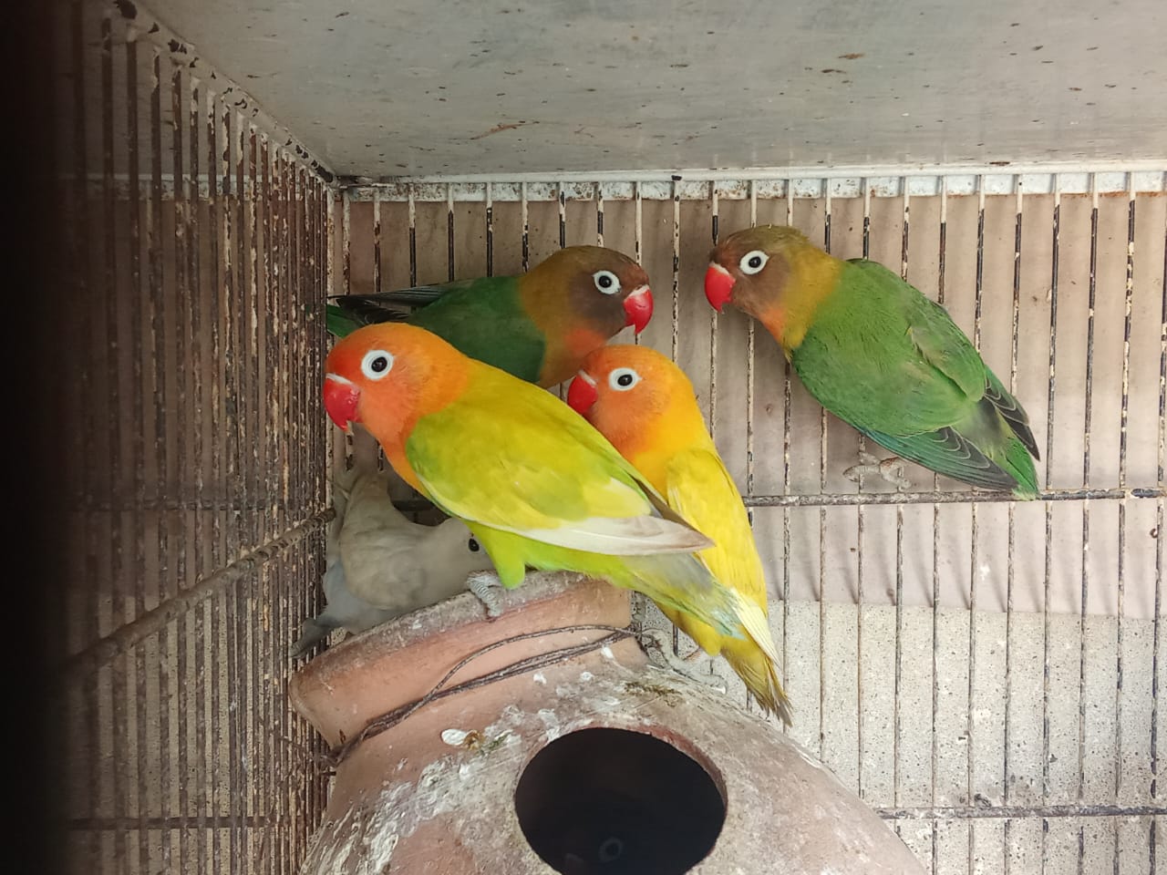 love bird green and yellow