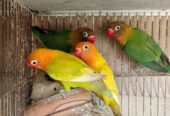love bird green and yellow