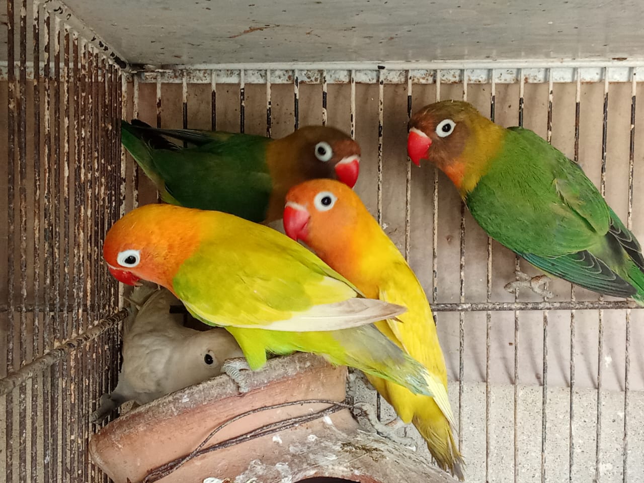 love bird green and yellow