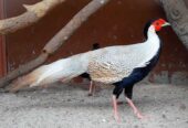 Indian Blue Breeder Peacock