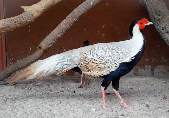 Indian Blue Breeder Peacock