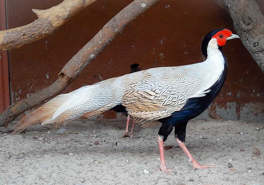 Indian Blue Breeder Peacock