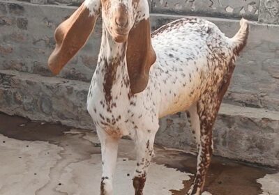 0031902a-55e4-4057-8a6f-be3a910ea401