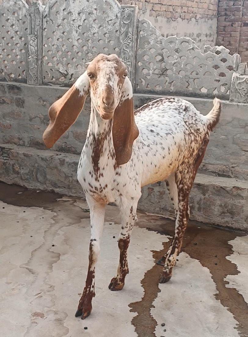 fresh 2 danth path pure white makhi cheeni shok wali cheez