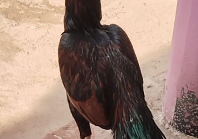 0180445b-001a-4fe6-ab3d-883c12ff7afa