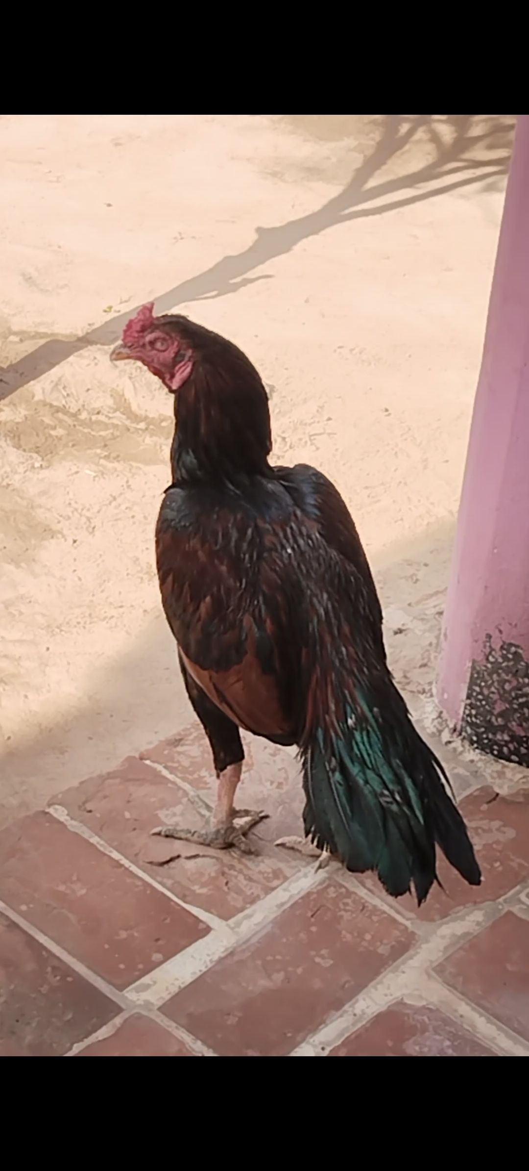 Aseel Miawali for sale