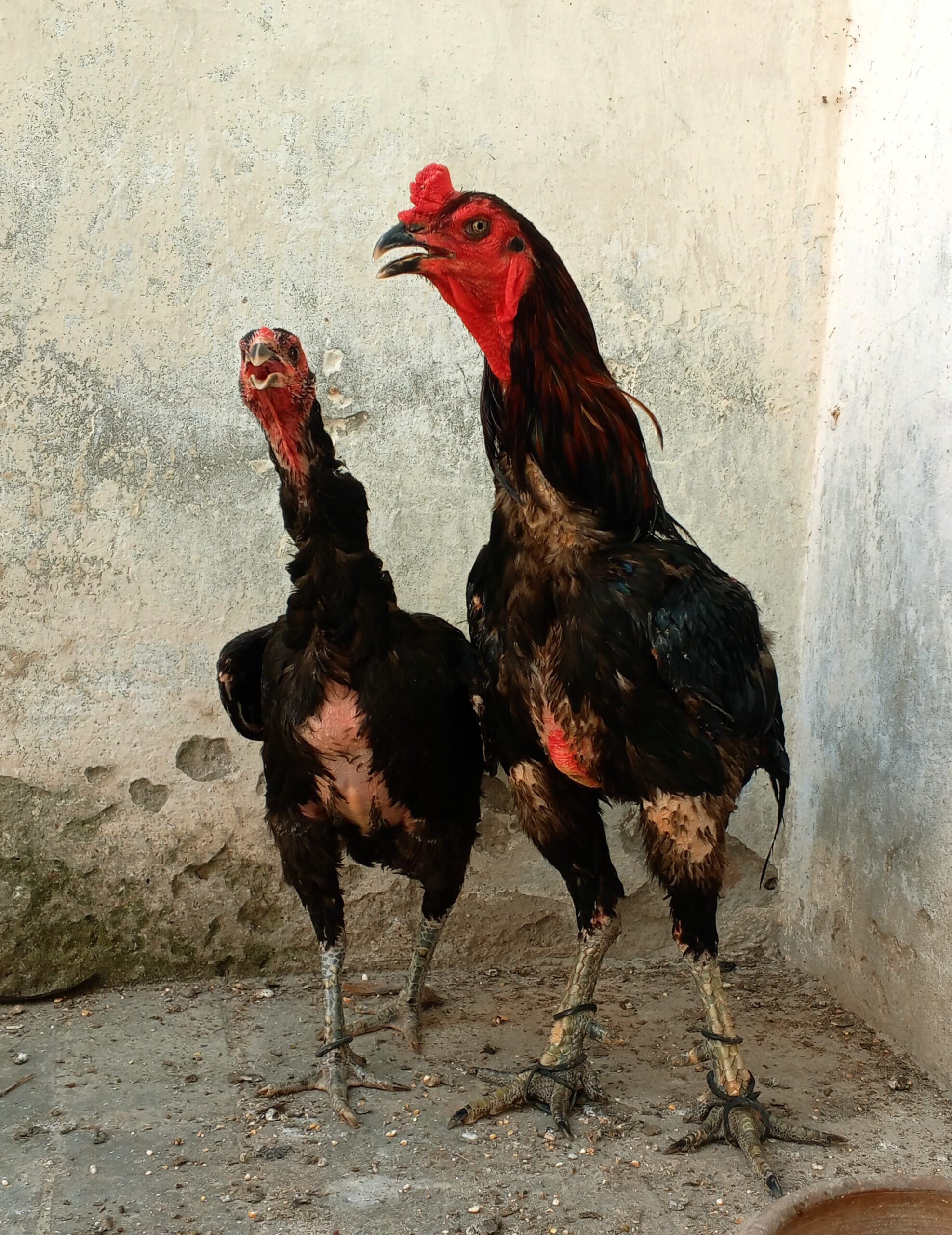 Thaii pakoya breedar pair for sale