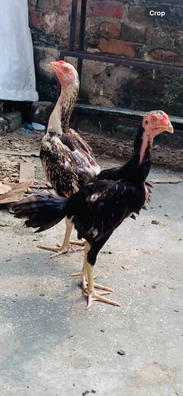 Burmi back footer 2phtta 1phtti 1+quality