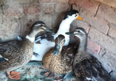 16e013f1-cc57-4567-8b5c-08347dfb56d9