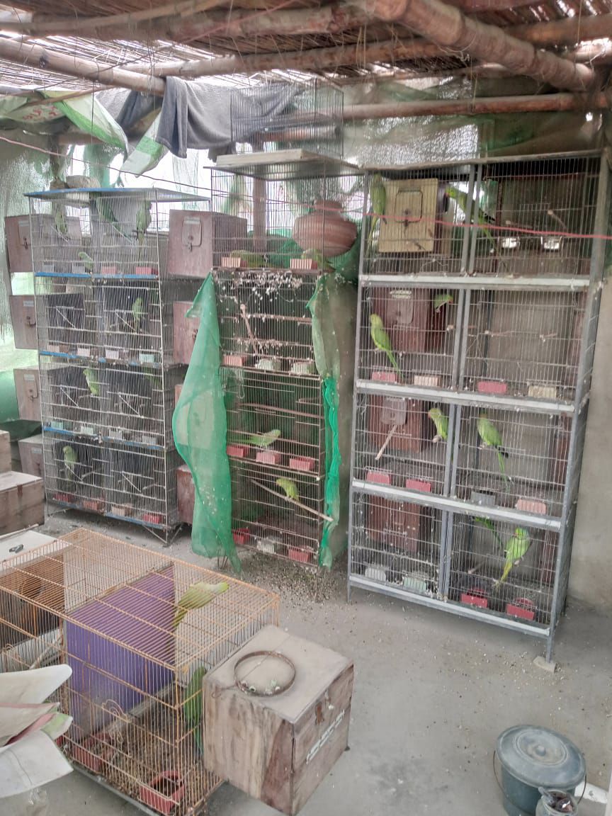 Ringneck Adult Breeder Pair For Sale