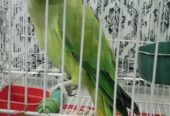 Ringneck green parrot