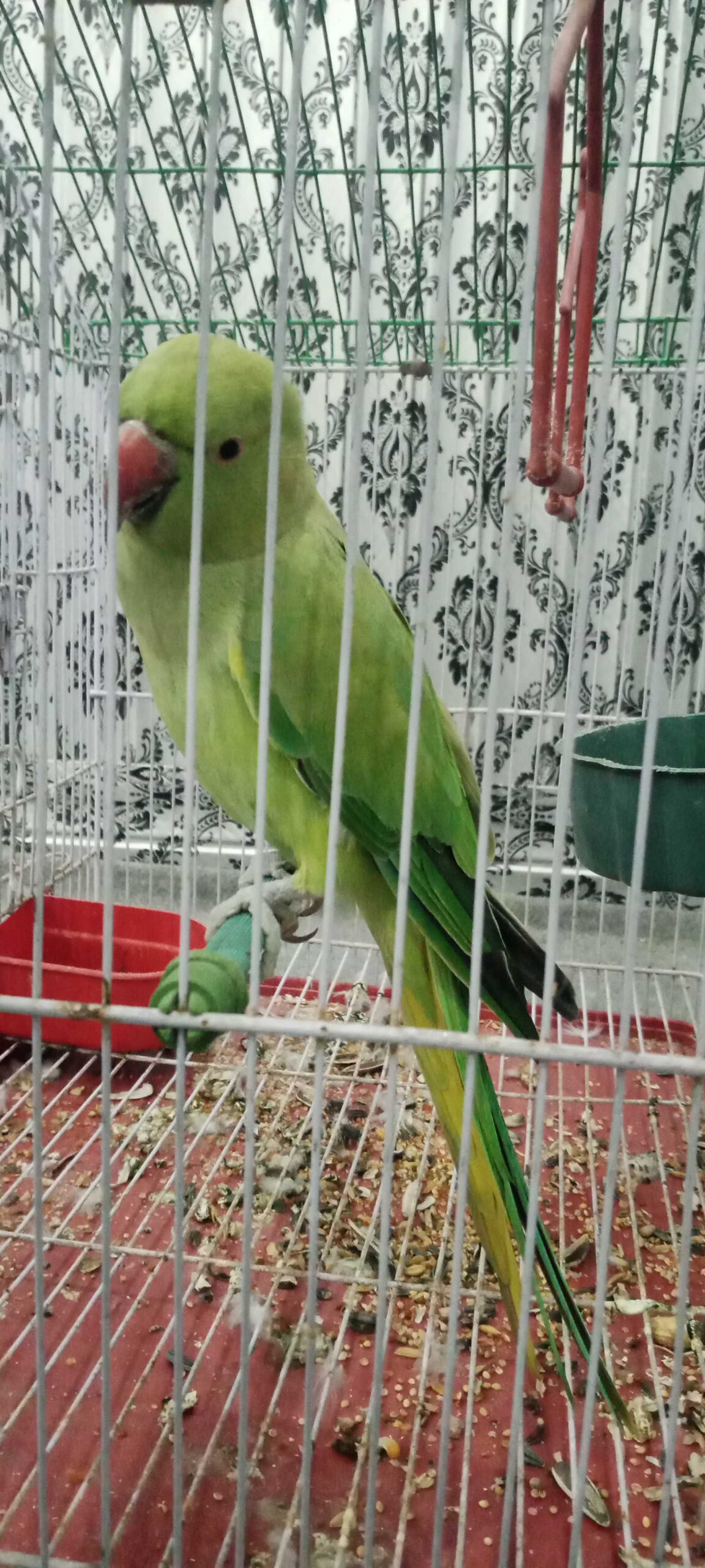 Ringneck green parrot