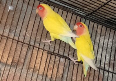 2c7f7484-66e6-4935-947d-d6743aa95f09