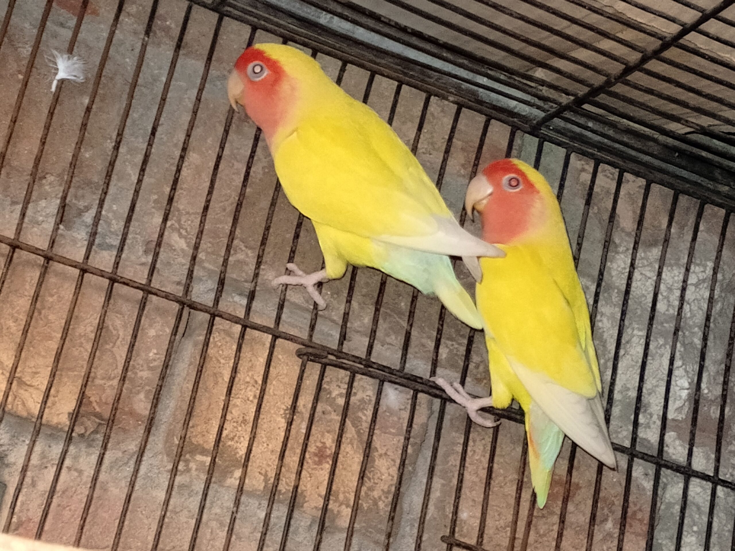 Beautiful Latino red rosy face pair